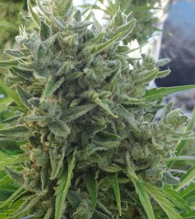 Killer A5 Haze UITVERKOOP