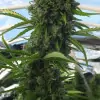 Killer A5 Haze UITVERKOOP