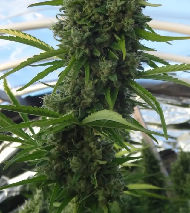 Killer A5 Haze UITVERKOOP