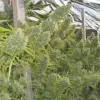 Killer A5 Haze UITVERKOOP