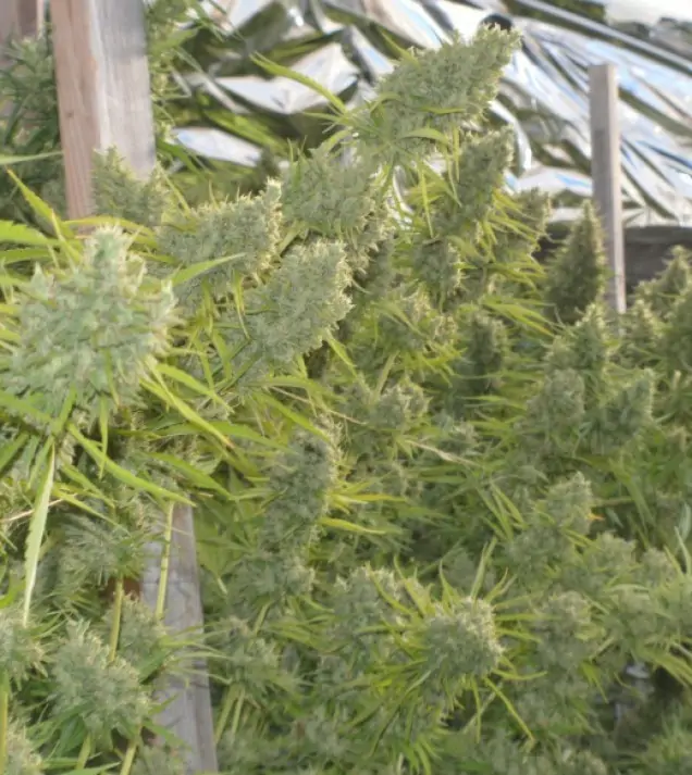 Killer A5 Haze UITVERKOOP