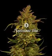 Tropicanna Glue UITVERKOOP
