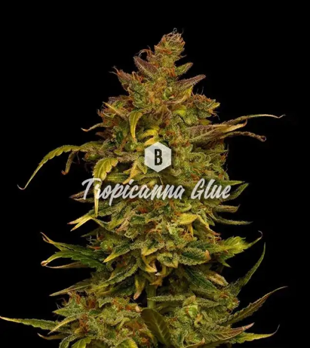 Tropicanna Glue UITVERKOOP