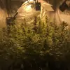 Tropicanna Glue UITVERKOOP