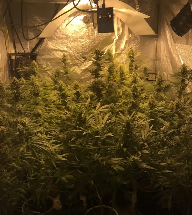 Tropicanna Glue UITVERKOOP