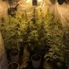 Tropicanna Glue UITVERKOOP