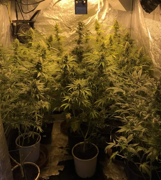 Tropicanna Glue UITVERKOOP