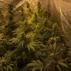 Tropicanna Glue UITVERKOOP