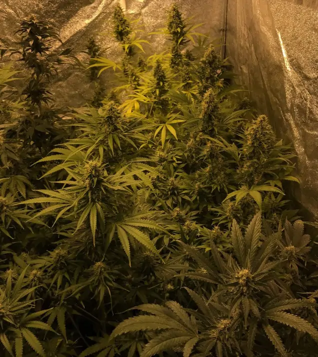Tropicanna Glue UITVERKOOP
