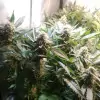 Tropicanna Glue UITVERKOOP