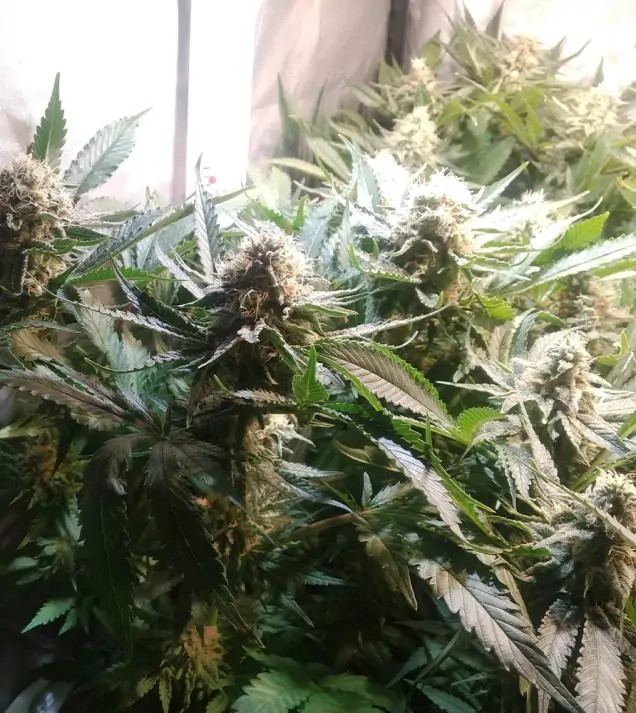 Tropicanna Glue UITVERKOOP