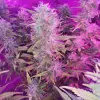 Tropicanna Glue UITVERKOOP
