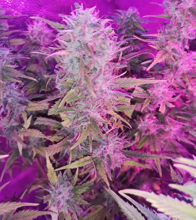Tropicanna Glue UITVERKOOP