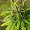 Tropicanna Glue UITVERKOOP