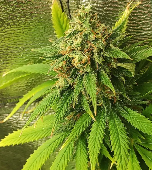 Tropicanna Glue UITVERKOOP
