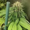 Tropicanna Glue UITVERKOOP