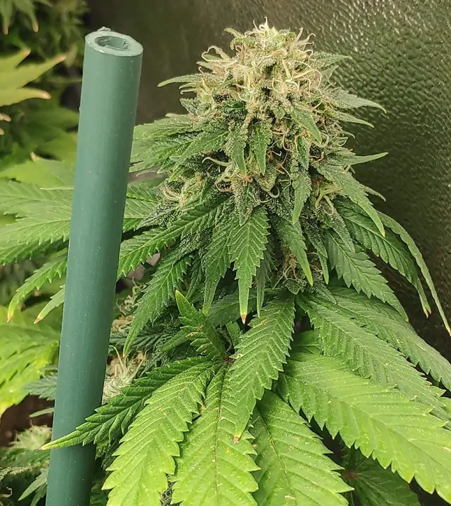 Tropicanna Glue UITVERKOOP