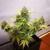 Tropicanna Glue UITVERKOOP