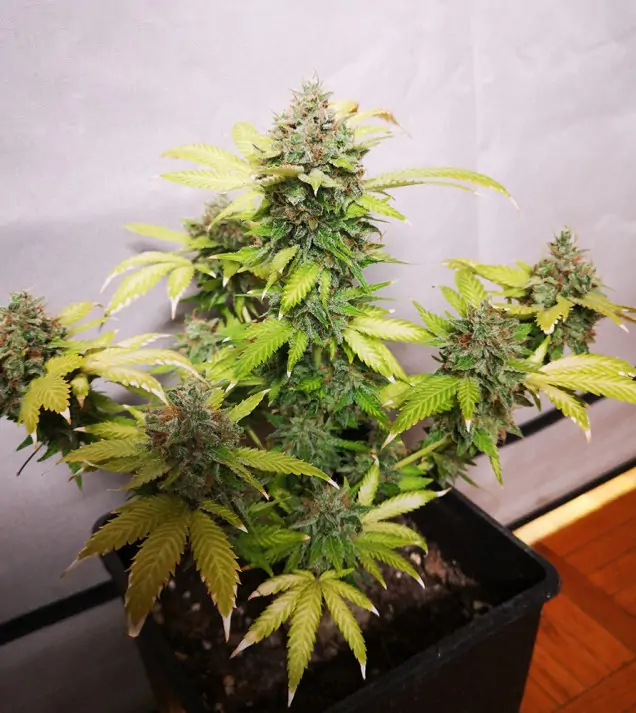 Tropicanna Glue UITVERKOOP