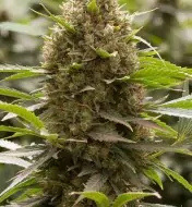 Amnesia OG UITVERKOOP
