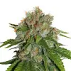 Amnesia Auto UITVERKOOP