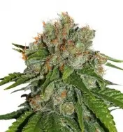 Amnesia Auto UITVERKOOP