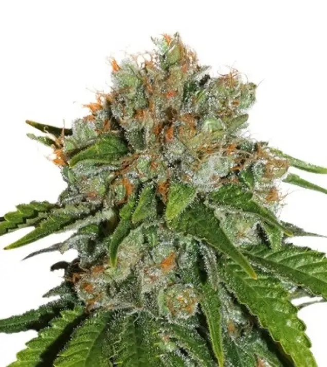 Amnesia Auto UITVERKOOP