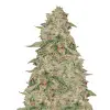 Zkittle UITVERKOOP