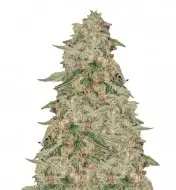 Zkittle UITVERKOOP