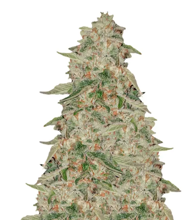 Zkittle UITVERKOOP