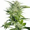 Big Bud UITVERKOOP
