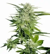 Big Bud UITVERKOOP