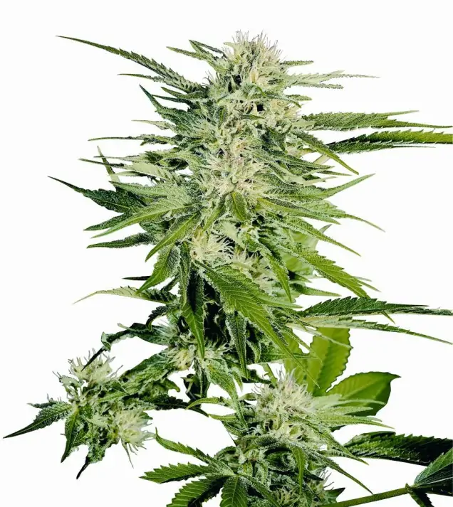Big Bud UITVERKOOP