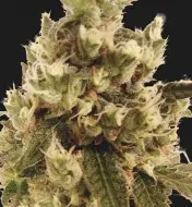 Mr. Gorilla Cream UITVERKOOP