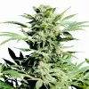 Shiva Skunk UITVERKOOP