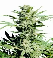 Shiva Skunk UITVERKOOP