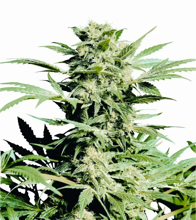 Shiva Skunk UITVERKOOP