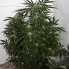 Early Skunk X Haze&nbsp;Regular UITVERKOOP