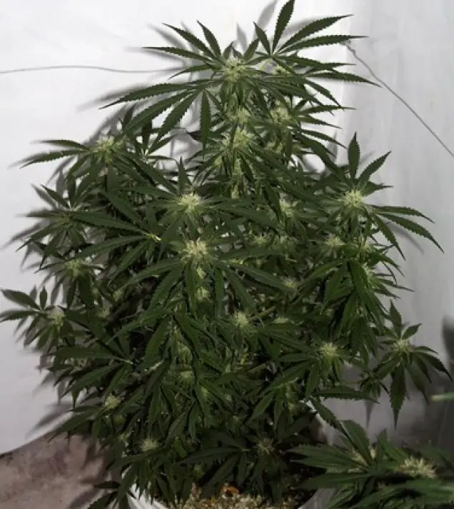 Early Skunk X Haze&nbsp;Regular UITVERKOOP