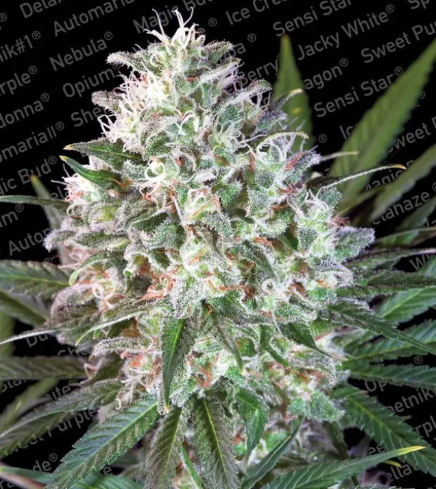 Space Cookies UITVERKOOP