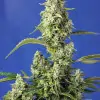 Gorilla Girl XL Auto UITVERKOOP