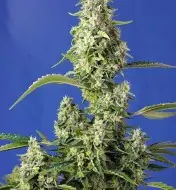 Gorilla Girl XL Auto UITVERKOOP