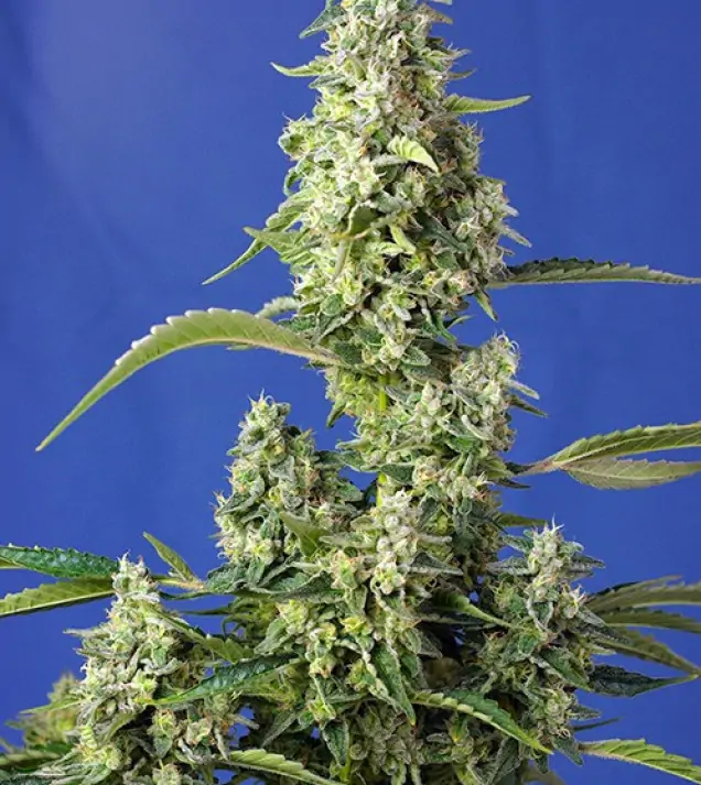 Gorilla Girl XL Auto UITVERKOOP