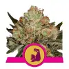 HulkBerry UITVERKOOP