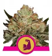 HulkBerry UITVERKOOP