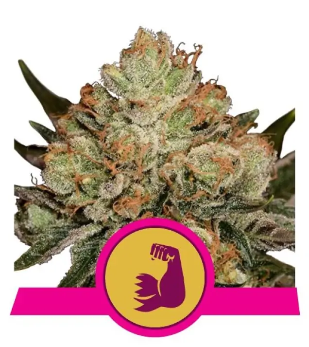 HulkBerry UITVERKOOP