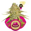 Og Kush UITVERKOOP