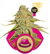 Og Kush UITVERKOOP