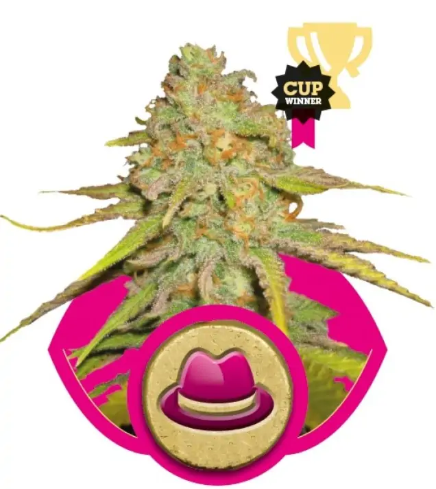 Og Kush UITVERKOOP