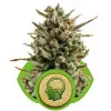 Amnesia Haze Automatic UITVERKOOP